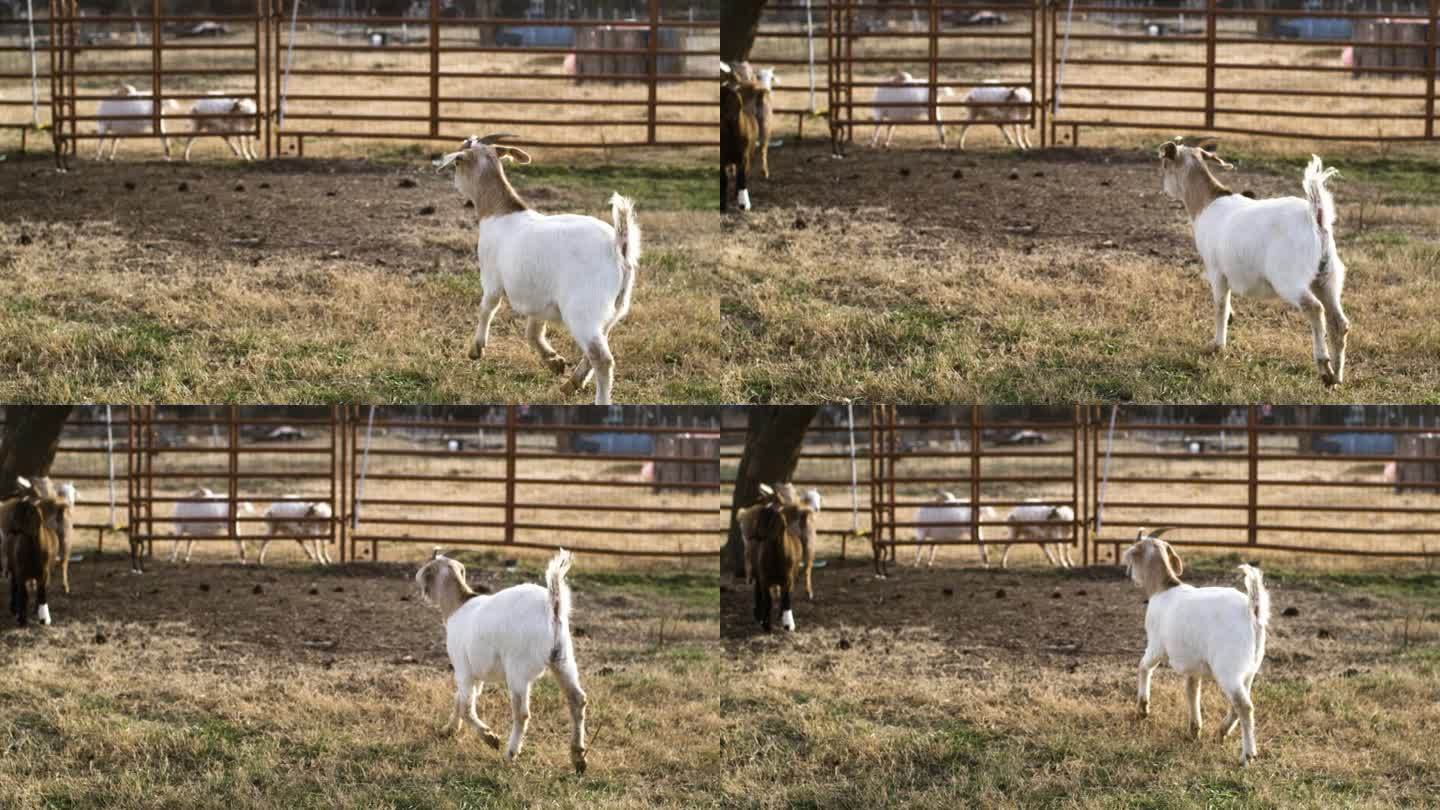 广角慢动作镜头山羊跑出相机在农村农场