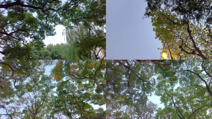 唯美仰望仰视仰拍树林树叶树木空镜头路灯