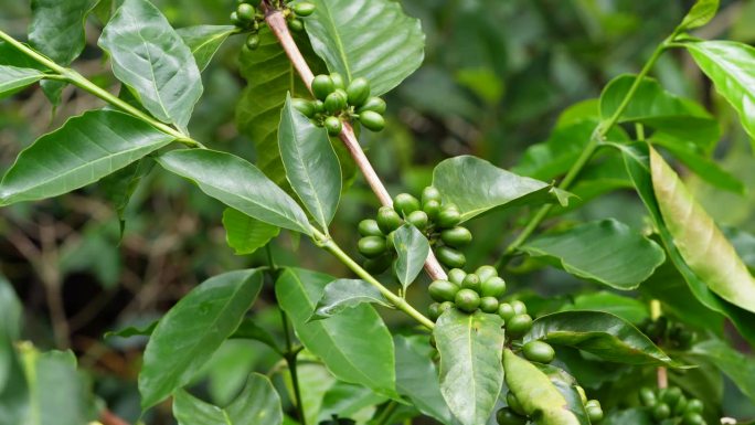 在植物上种植绿咖啡豆，近距离观察，绿咖啡
