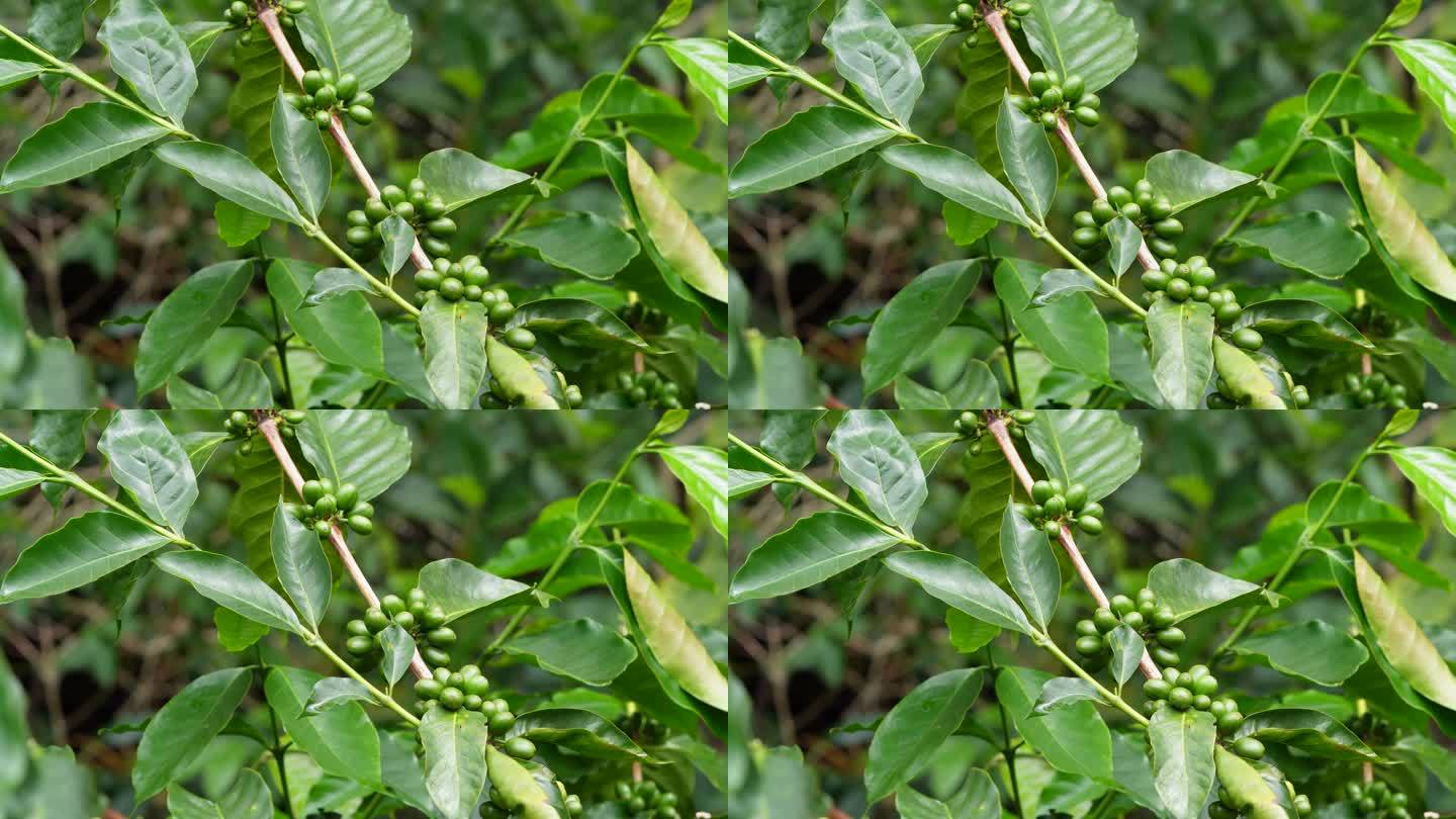 在植物上种植绿咖啡豆，近距离观察，绿咖啡