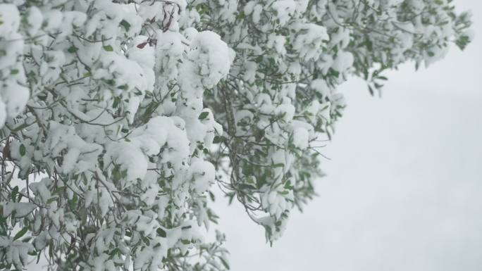 下雪