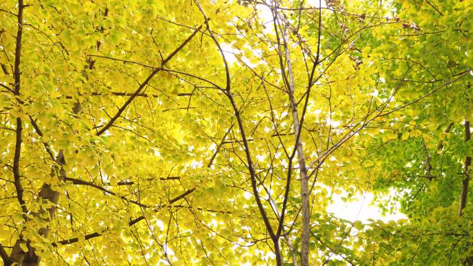 秋天银杏树叶 美丽乡村庭院周边金黄色银杏