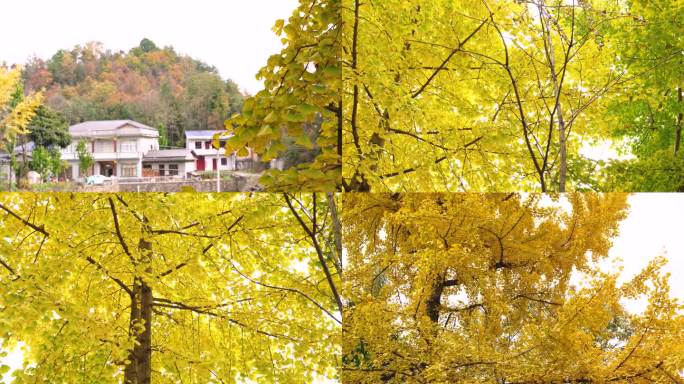 秋天银杏树叶 美丽乡村庭院周边金黄色银杏