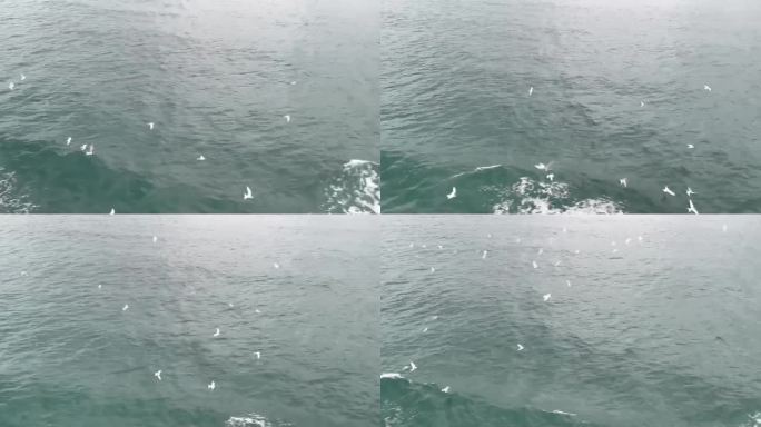 一群海鸥在水面上飞翔