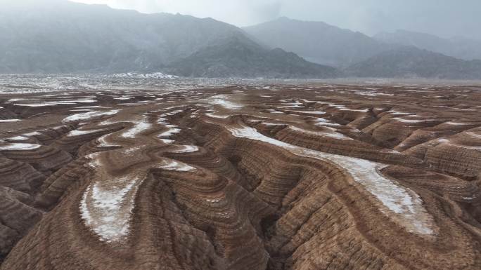 新疆大地之树