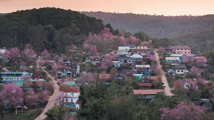 日出的观点在泰国部落村庄与野生喜马拉雅樱花盛开在班戎克拉