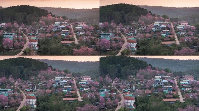 日出的观点在泰国部落村庄与野生喜马拉雅樱花盛开在班戎克拉