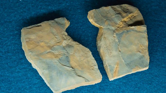舌羊齿 化石 植物化石 二叠纪