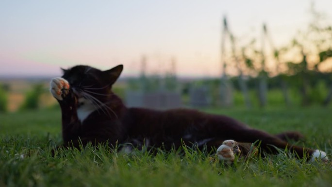 日出时，燕尾服猫躺在草地上，对着晴朗的天空舔爪子的完整镜头
