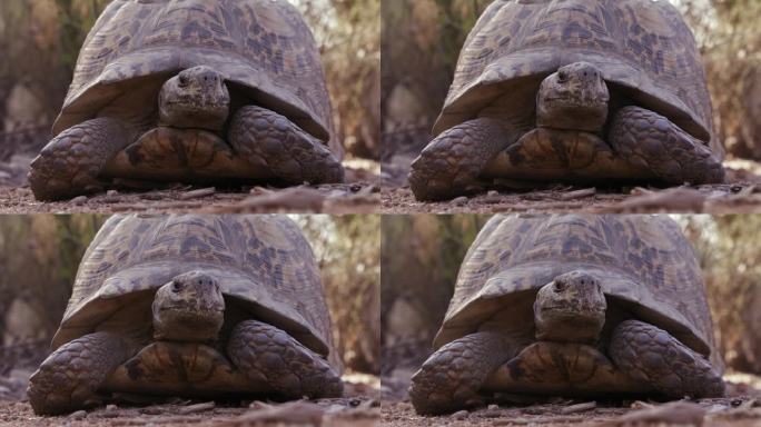 豹龟伸出壳的头仔细调查-广角镜头-在大自然的户外