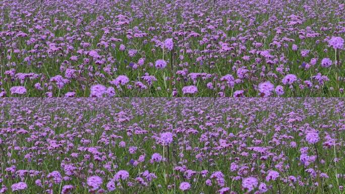 一片美丽的紫色暴力粉红色的花(紫色马鞭草，也被称为马鞭草)在微风中吹