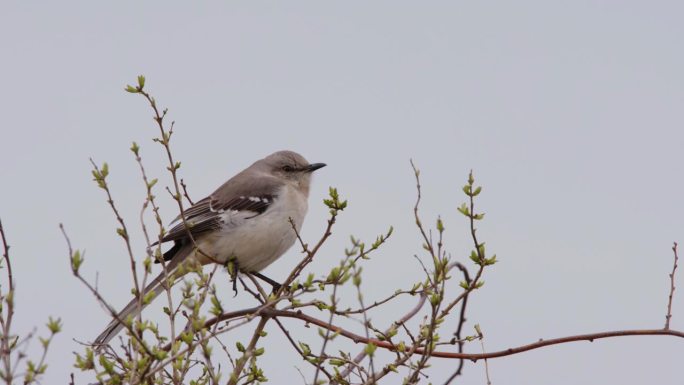 一只北方反舌鸟(Mimus polyglottos)栖息在树枝上，在冬天的阳光下唱歌