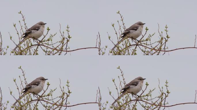 一只北方反舌鸟(Mimus polyglottos)栖息在树枝上，在冬天的阳光下唱歌