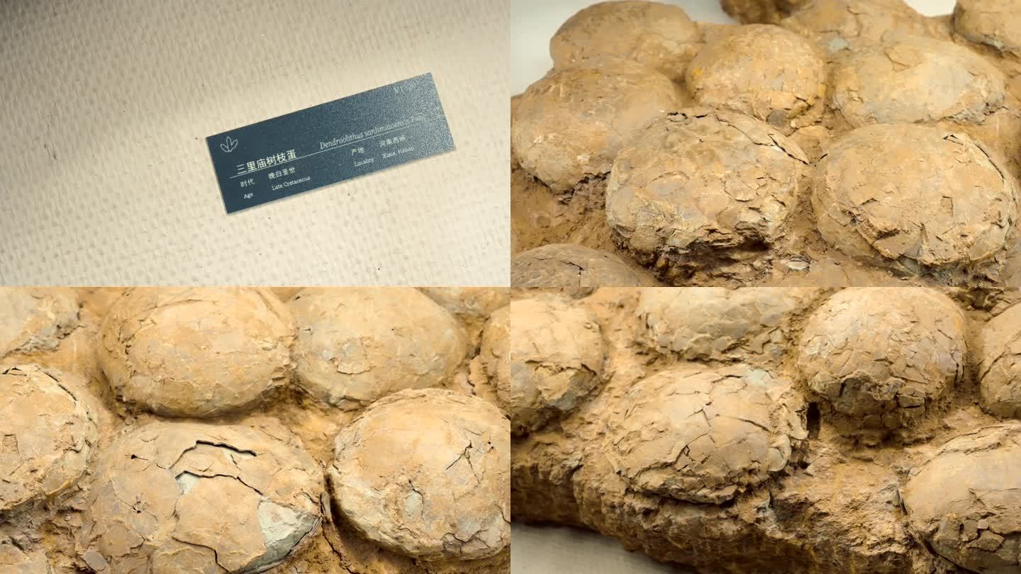 三里庙树枝蛋化石 恐龙蛋 化石 白垩纪