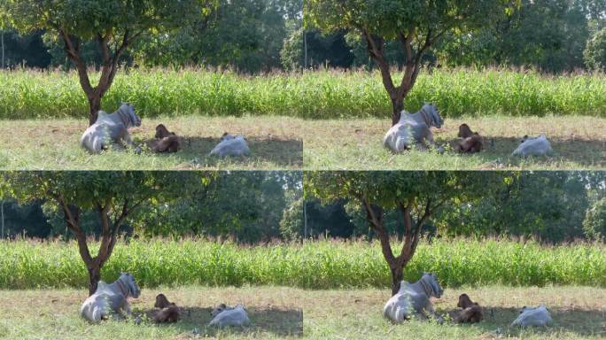 一群白色的斑马躺在田野里，被一棵芒果树遮蔽。一头小牛在附近休息。
