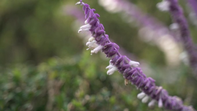 墨西哥鼠尾草灌木(鼠尾草)，一种美丽的紫色花，花瓣柔软细腻，用作烹饪草药和天然药物和替代药物的药用成