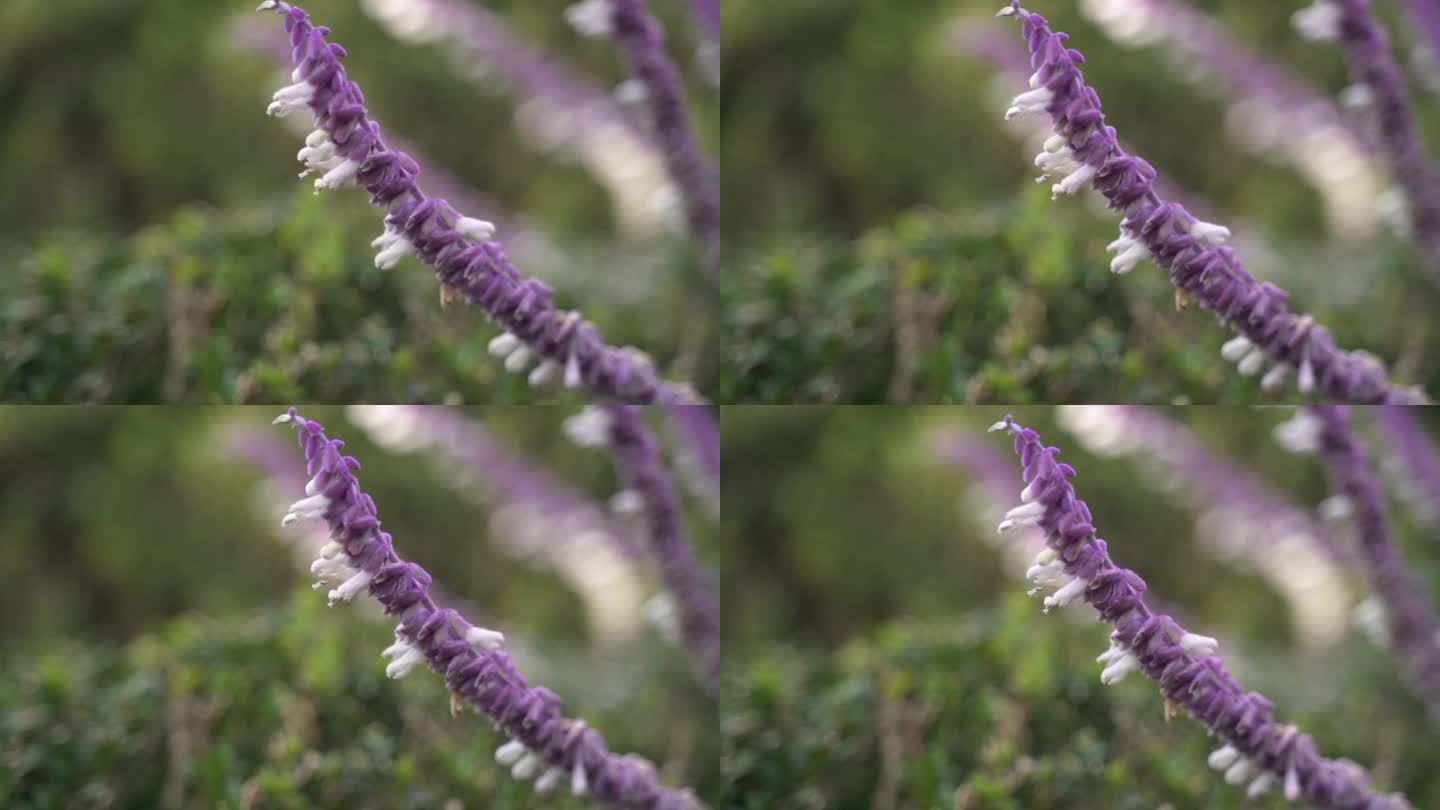 墨西哥鼠尾草灌木(鼠尾草)，一种美丽的紫色花，花瓣柔软细腻，用作烹饪草药和天然药物和替代药物的药用成