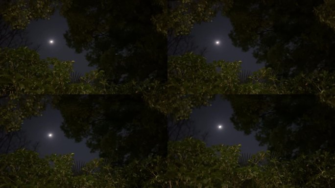 夜晚 月光 树影 空镜