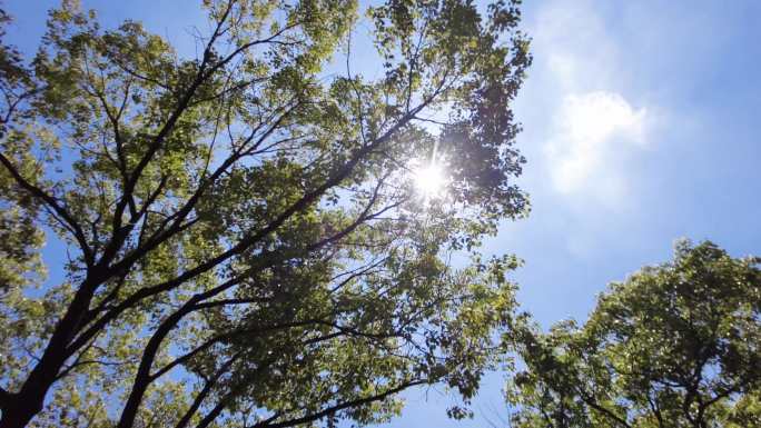 夏天阳光穿过树林树叶子自然风景视频素材8