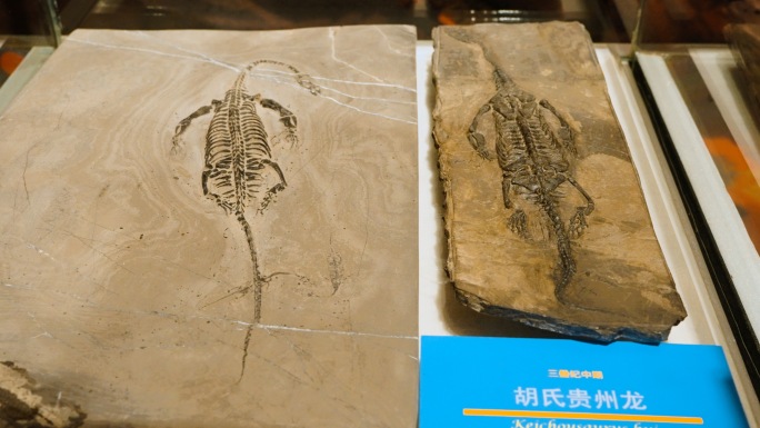 胡氏贵州龙 化石 鳍龙 三叠纪 海洋爬行