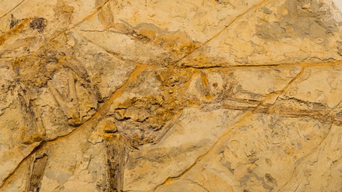 原始祖鸟 化石 白垩世 鸟类化石
