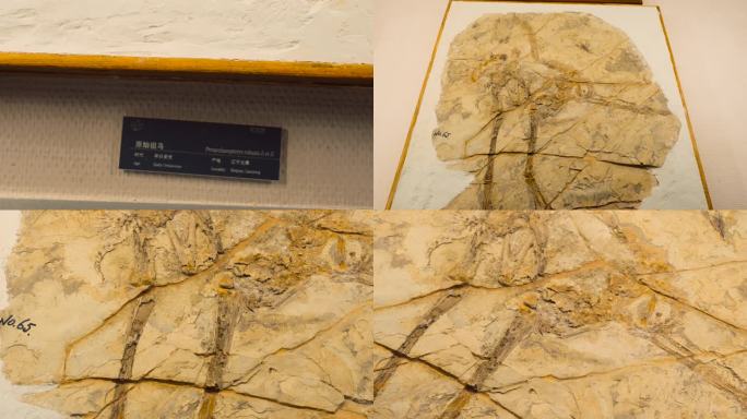 原始祖鸟 化石 白垩世 鸟类化石
