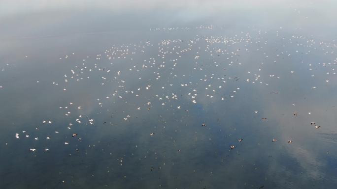 鄂尔多斯湖泊飞翔的天鹅群