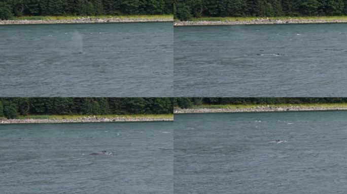 座头鲸浮出水面呼吸。在阿拉斯加的朱诺观赏鲸鱼