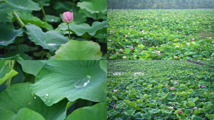 夏日微雨中荷花