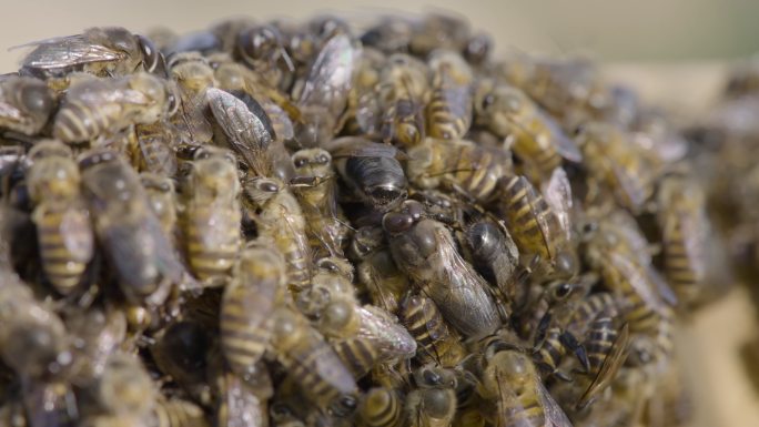 蜜蜂蜂箱聚集