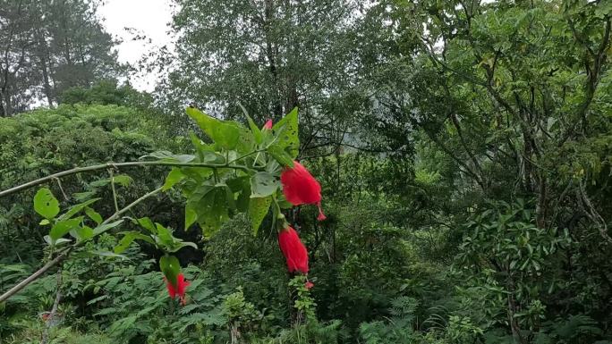 Malvaviscus(土耳其帽锦葵，蜡锦葵，睡芙蓉，玛扎潘)。这种植物主要用于伤口、发烧、高血压、