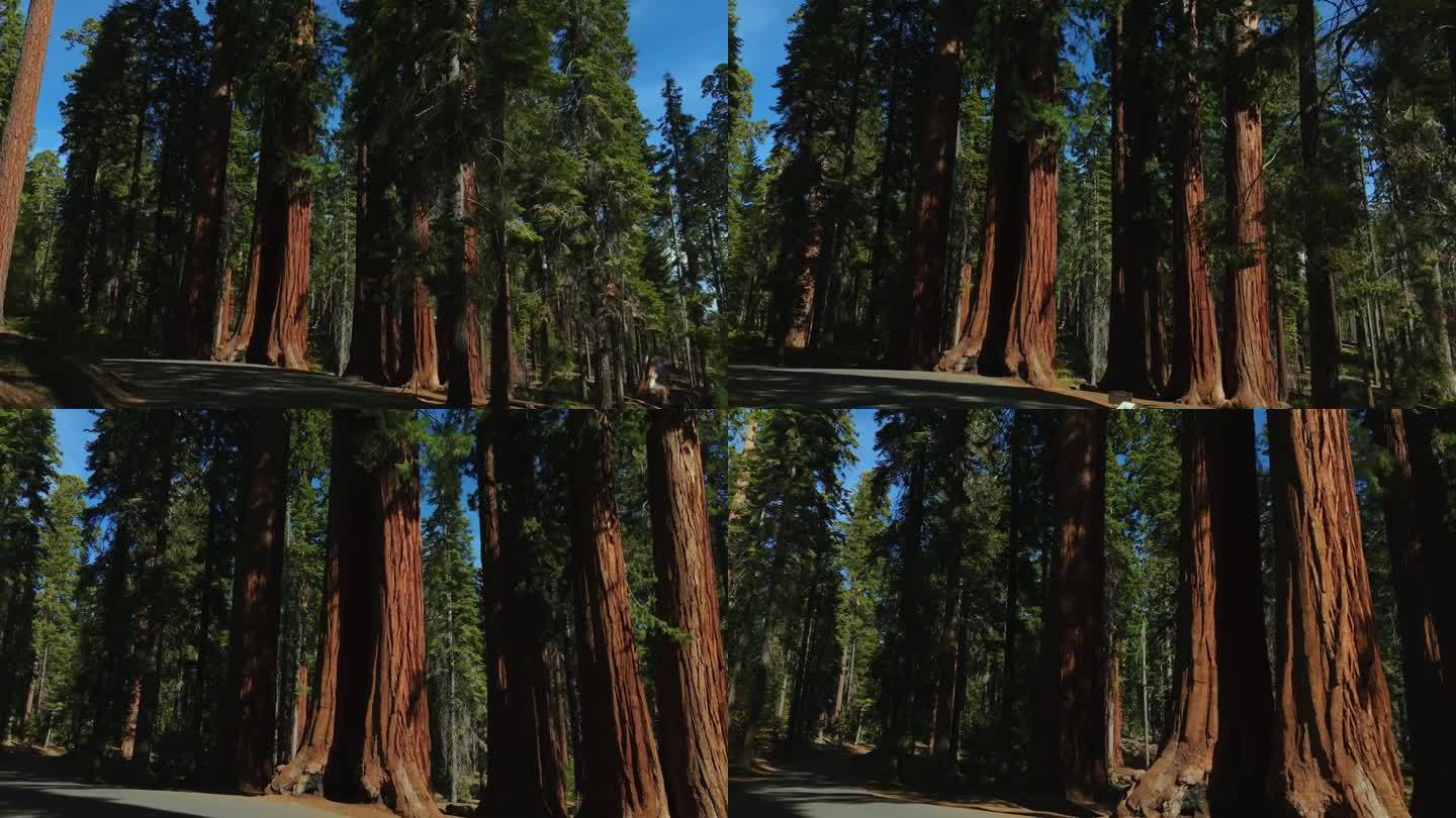 红杉国家公园和加州红木林中的巨树。汽车驾驶。