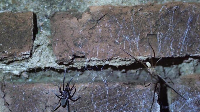 雄性和雌性南方裂缝蜘蛛在交配后的晚上在墙上。