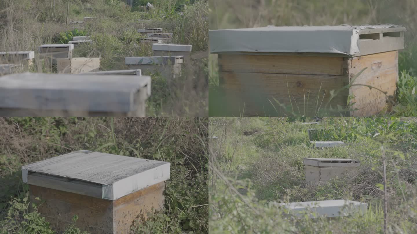 蜜蜂蜂箱养殖灰片