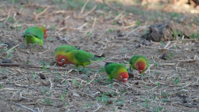 一群费舍尔的情侣鸟在非洲的地面上觅食。特写镜头