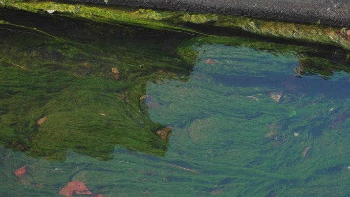 水中丝藻污染