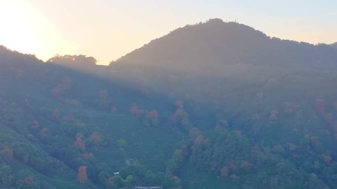 唯美杭州西湖龙井茶文化景区航拍茶园地茶叶