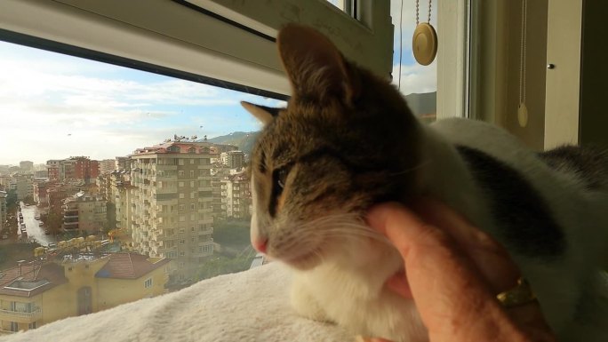 猫喜欢人用手指抚摸它的下巴。猫在窗边休息。外面正在下雨，但背景里的天空是蓝色的。阿拉尼亚的高层建筑。