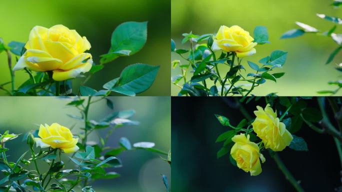 黄色月季花玫瑰花