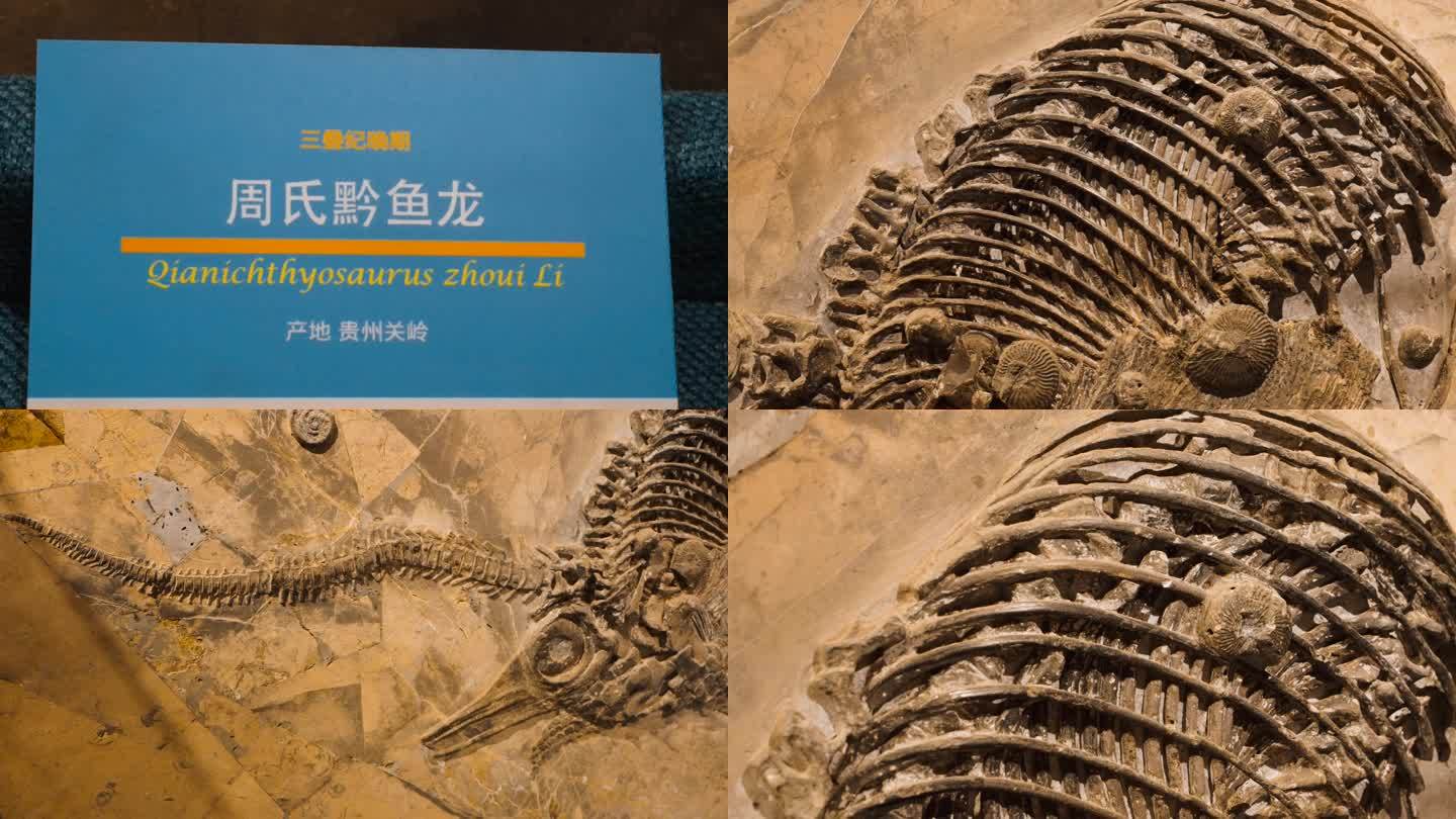 周氏黔鱼龙 化石 海洋生物化石 三叠纪
