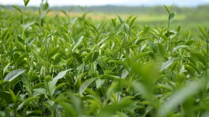 绿色茶树的新鲜叶子在生态草药农场。茶树种植园在早晨的阳光下。新鲜的天然草本田园。饮用有机放松保健植物