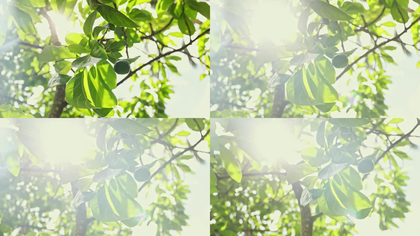 自然阳光透过牛油果树