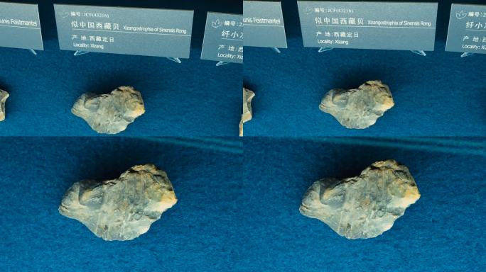 似中国西藏贝 贝壳化石 海洋生物化石