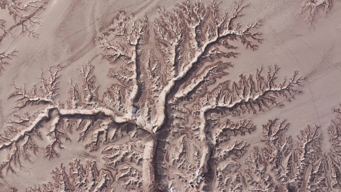新疆大地之树
