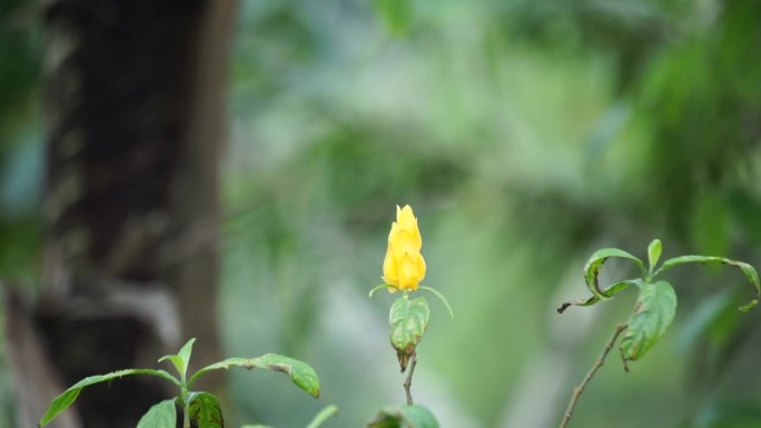 黄体大虾(金虾植物，棒棒糖植物，百合草，檀香棒棒糖)。它是一种热带软茎常绿灌木，高0.5至2.5米