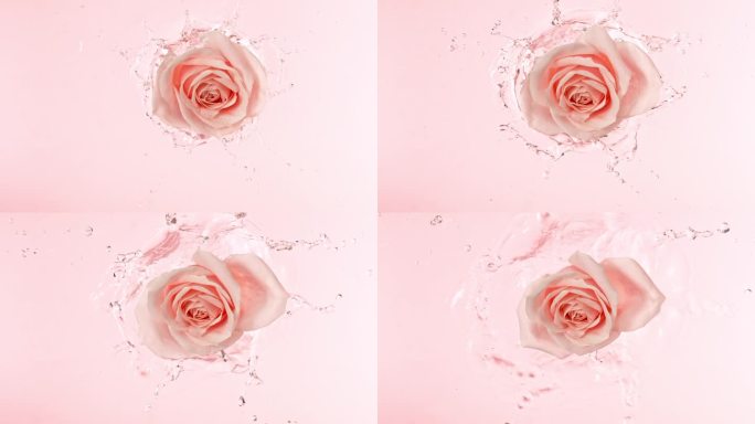 玫瑰花落在水面上的特写
