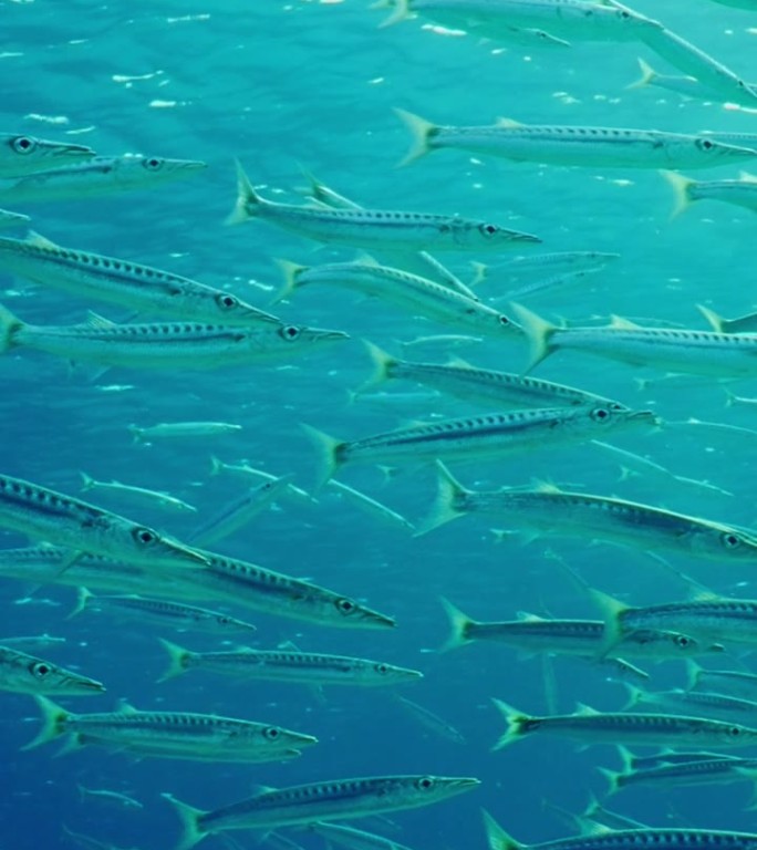 大量的梭鱼在水面背景上游泳，慢动作
