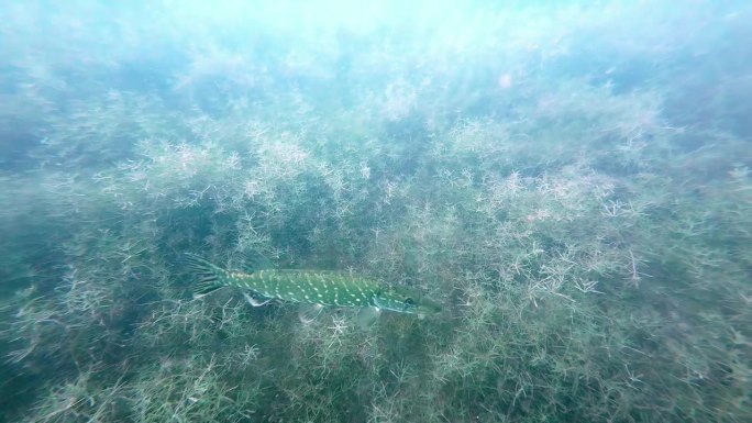 一条淡水梭鱼在深湖中游泳的水下镜头