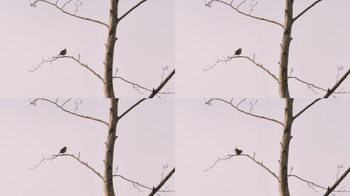 红胸知更鸟，在树枝上歌唱