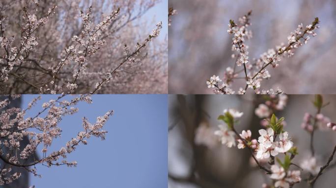 春季花开